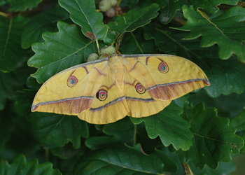 Japanischer Eichenseidenspinner (Antheraea yamamai ) - © Leo Kuzmits